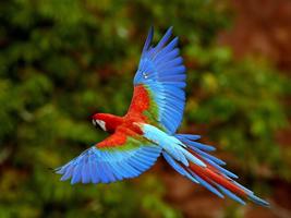 Parrot Bird Live Wallpaper 截图 1