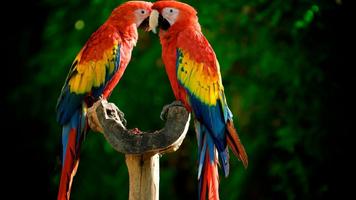 Parrot Bird Live Wallpaper скриншот 2