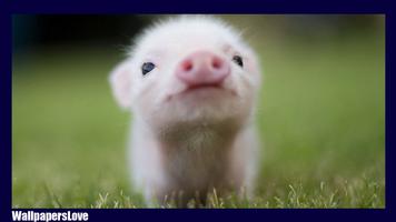 پوستر Little Pig Live Wallpaper