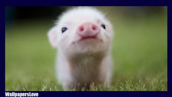 Little Pig Live Wallpaper Affiche