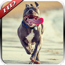 Pitbull HD Wallpaper APK