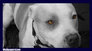 Pitbull Pack 3 Wallpaper screenshot 1