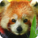 Red Panda Wallpaper-APK