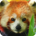 Red Panda Wallpaper-icoon