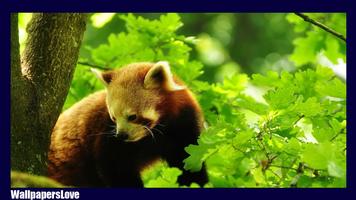 Red Panda Wallpaper capture d'écran 1