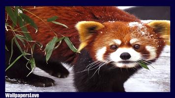 Red Panda Wallpaper screenshot 2