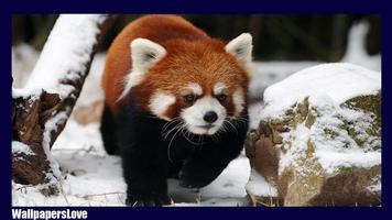 Red Panda Wallpaper capture d'écran 3