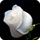 Rose White HD Live Wallpaper icône