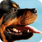 Rottweiler Wallpaper icono