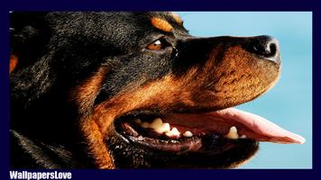 Rottweiler Wallpaper plakat