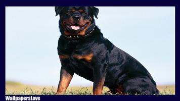 Rottweiler Wallpaper Ekran Görüntüsü 1