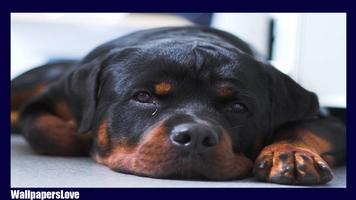 Rottweiler Wallpaper capture d'écran 2