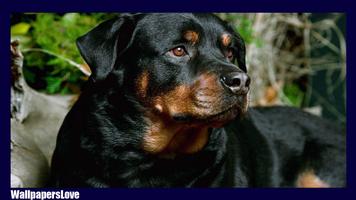 Rottweiler Wallpaper Ekran Görüntüsü 3