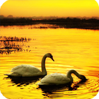 Swan Live Wallpaper biểu tượng