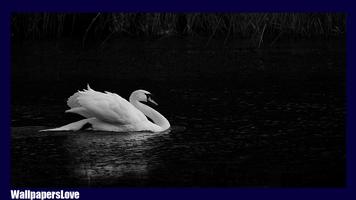 Swan Live Wallpaper ảnh chụp màn hình 3