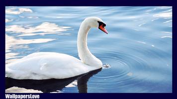 Swan Live Wallpaper ảnh chụp màn hình 1