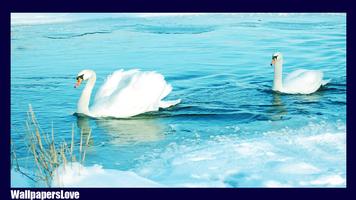 Swan Live Wallpaper ảnh chụp màn hình 2