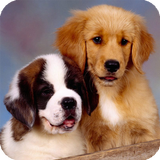 آیکون‌ Saint Bernard Wallpaper