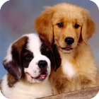 Saint Bernard Wallpaper आइकन