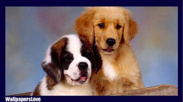 Saint Bernard Wallpaper पोस्टर