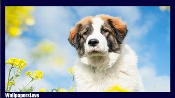 برنامه‌نما Saint Bernard Wallpaper عکس از صفحه