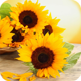 Sunflowers Live Wallpaper-icoon
