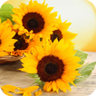 Sunflowers Live Wallpaper