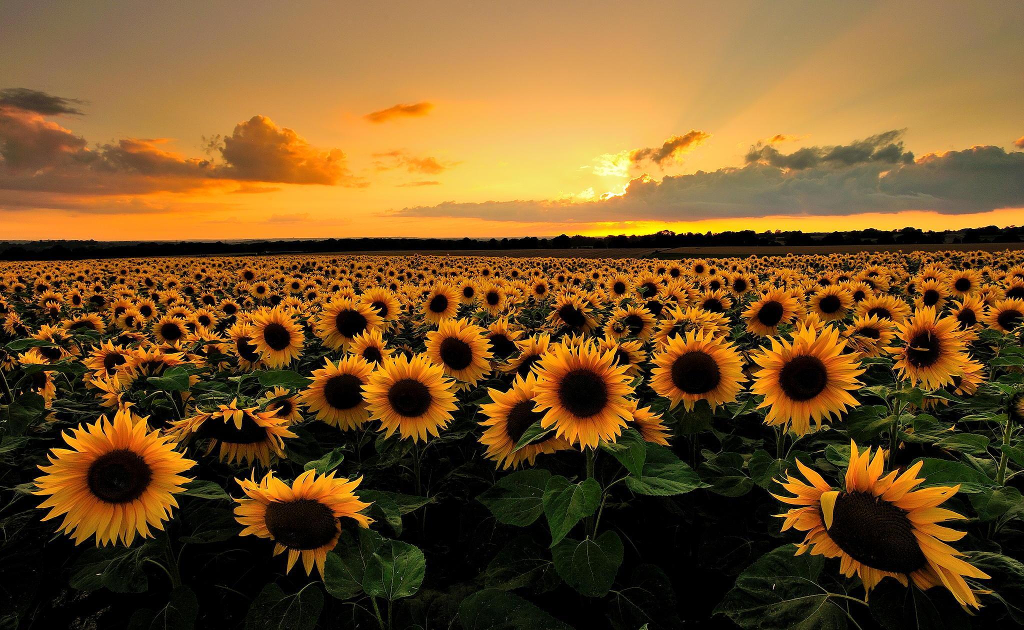 Описание для Sunflowers Live Wallpaper.