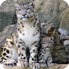 Snow Leopard Wallpaper icon