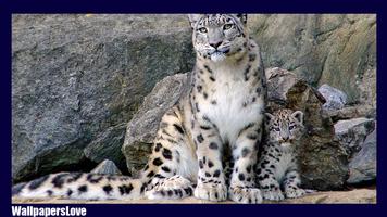 Snow Leopard Wallpaper poster