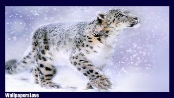 Snow Leopard Wallpaper screenshot 1