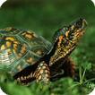 Turtle Live Wallpaper