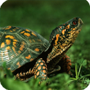 Turtle Live Wallpaper APK