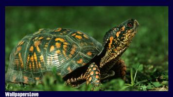 Turtle Live Wallpaper Plakat