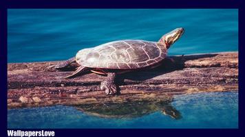 Turtle Live Wallpaper imagem de tela 2