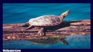 Turtle Live Wallpaper स्क्रीनशॉट 2