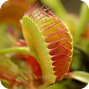 Venus Fly trap Pack 2 LWP APK