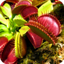 Venus Flytrap Wallpaper APK