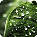 Water Drops Leaf Wallpaper-APK