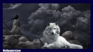 Wolf Pack 2 HD Wallpaper Affiche