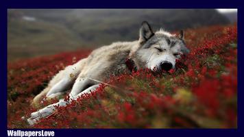 1 Schermata Wolf Pack 2 HD Wallpaper