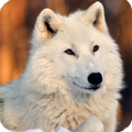 White Wolf Live Wallpaper HD
