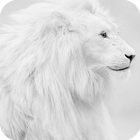 White Lion HD Wallpaper icône