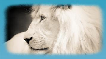 White Lion HD Wallpaper capture d'écran 3