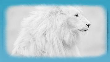 White Lion HD Wallpaper Affiche