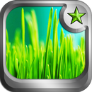 Green Grass theme APK