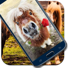 Pony Horse Animal Screen Lock 圖標