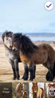 Pony Horse Animal Screen Lock 截圖 2