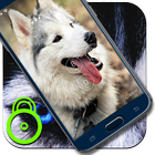 Siber Husky Screen Lock ícone