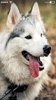 Siber Husky Screen Lock imagem de tela 1